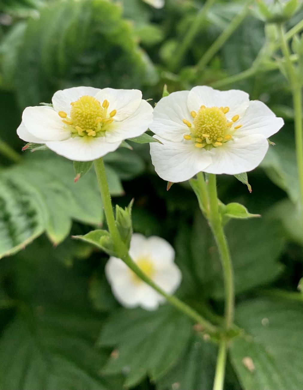 Fleur de fraisier des bois