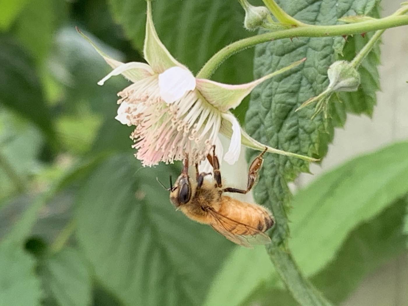 Producteur de Framboises