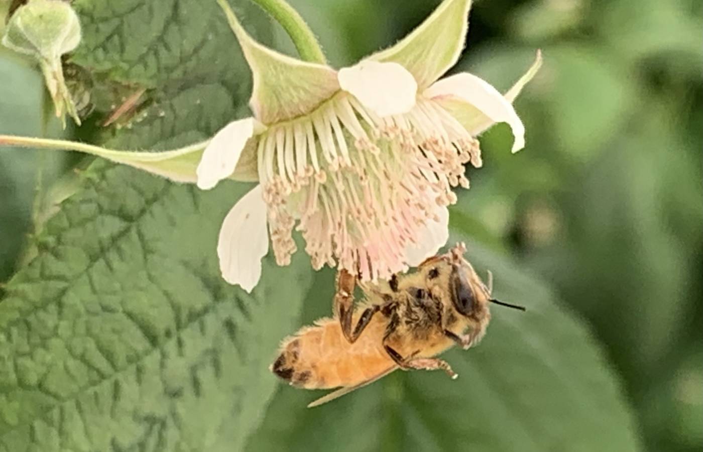 Producteur de Framboises