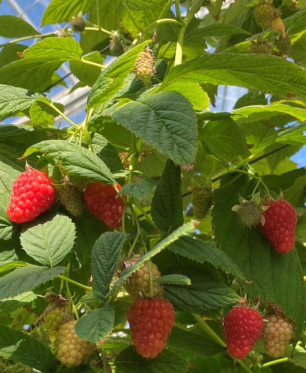 producteur de fruits rouges vendée